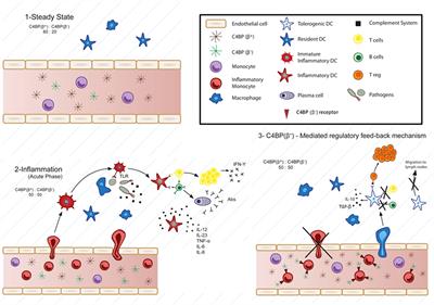 Exploring the Immunomodulatory Moonlighting Activities of <mark class="highlighted">Acute Phase Proteins</mark> for Tolerogenic Dendritic Cell Generation